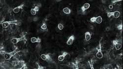 Erstes Färnsähen Extra –  Die Coronalage vom 05.10.2020 – Zeichen und Wunder