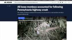 Affenpocken-Ausbruch: Beginn der zweiten Pandemie?